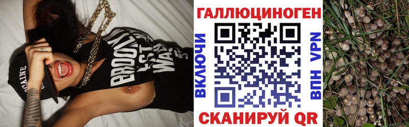 Купить  Ардатов  Галлюциногенные грибы Psilocybine cubensis 